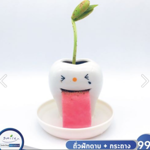 ถั่วฝักดาบ